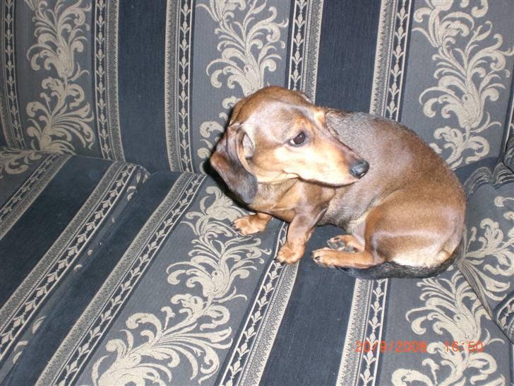 Gravhund Happy billede 5