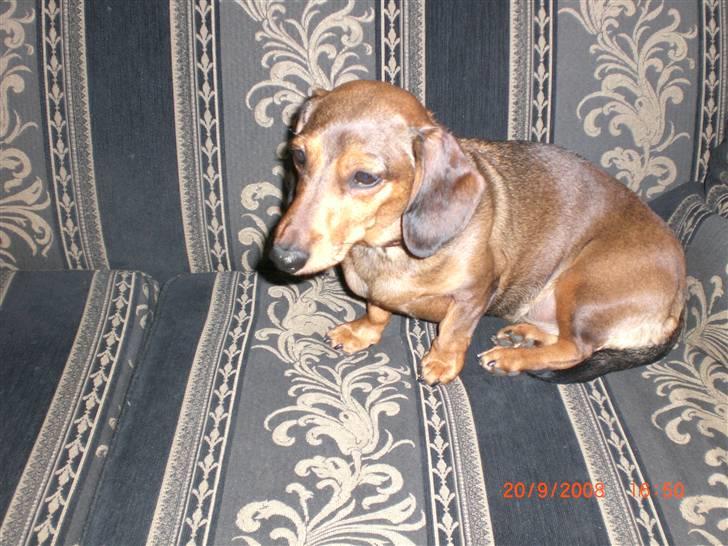 Gravhund Happy billede 6