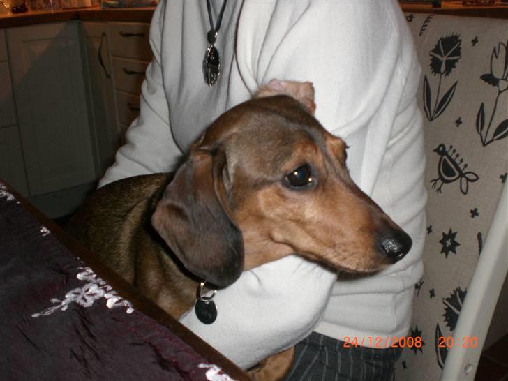 Gravhund Happy billede 7