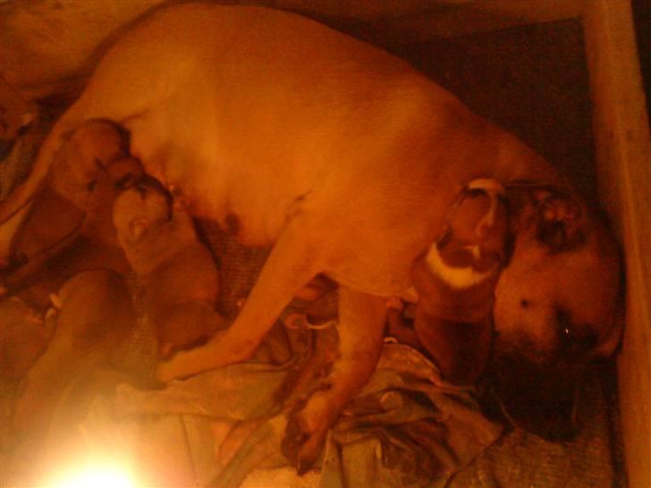 Blanding af racer Trille. - En træt men meget kærlig mor :-) billede 15