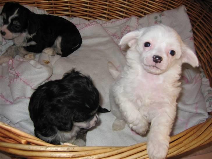 Chinese crested powder puff Kong Laban aflivet - 3 uger ca. første gang vi så ham. ;o) billede 6