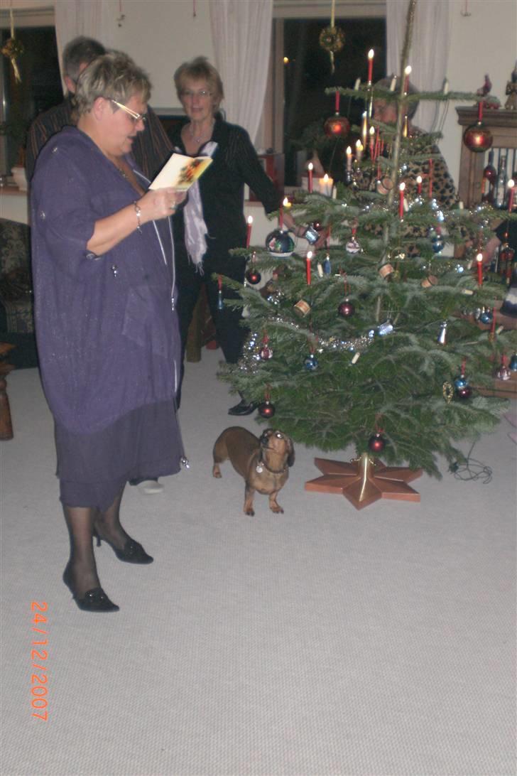 Gravhund Happy billede 9