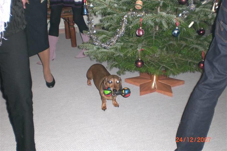 Gravhund Happy billede 10