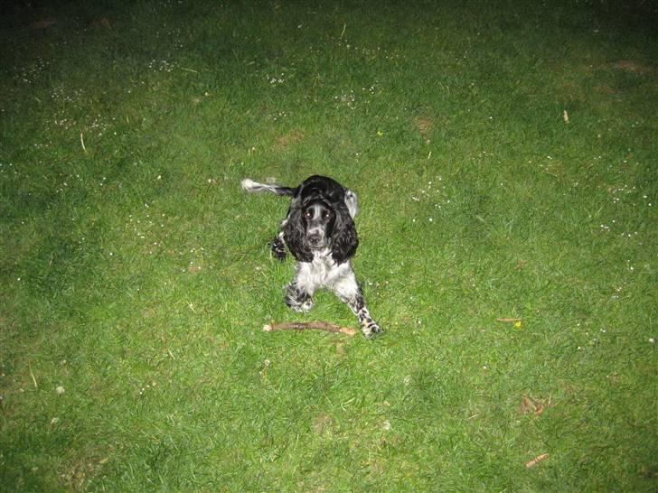 Cocker spaniel Yasmin *SOLGT* billede 20