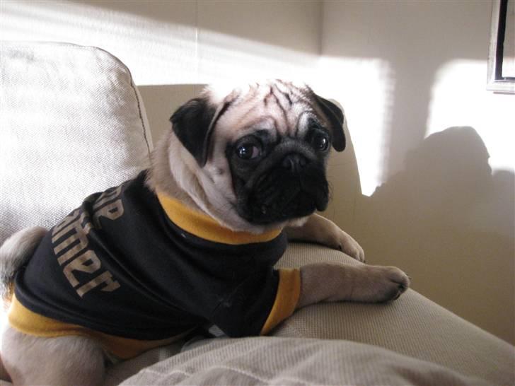 Mops Elvis billede 1