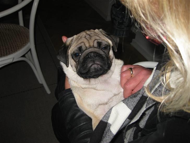 Mops Elvis billede 2