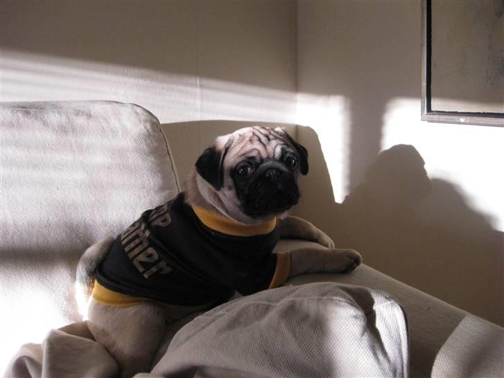 Mops Elvis billede 3