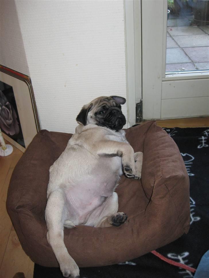 Mops Elvis billede 4