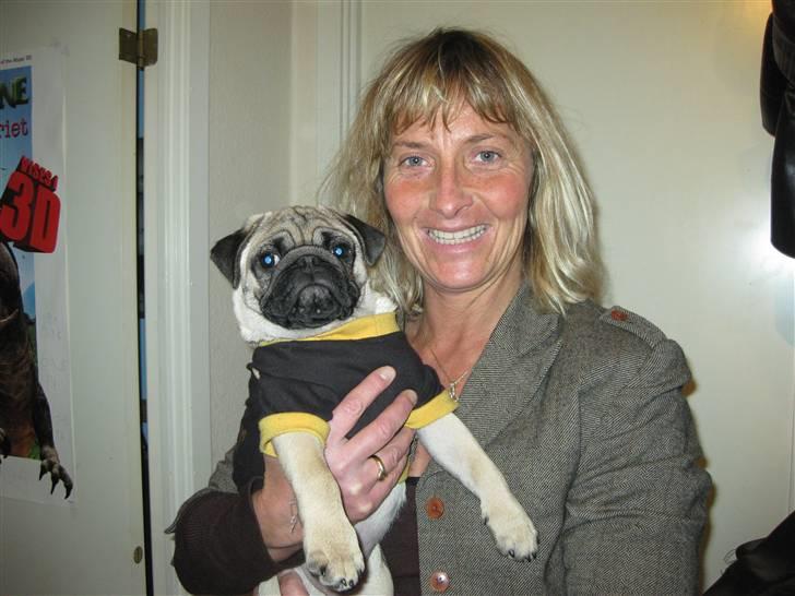 Mops Elvis billede 5