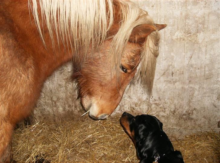 Rottweiler Dixie billede 7