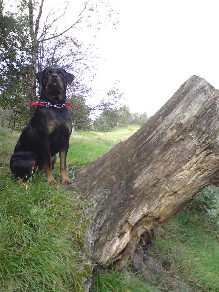 Rottweiler Dixie billede 10