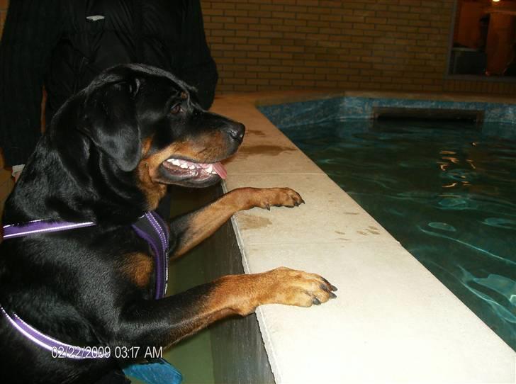 Rottweiler Dixie billede 19