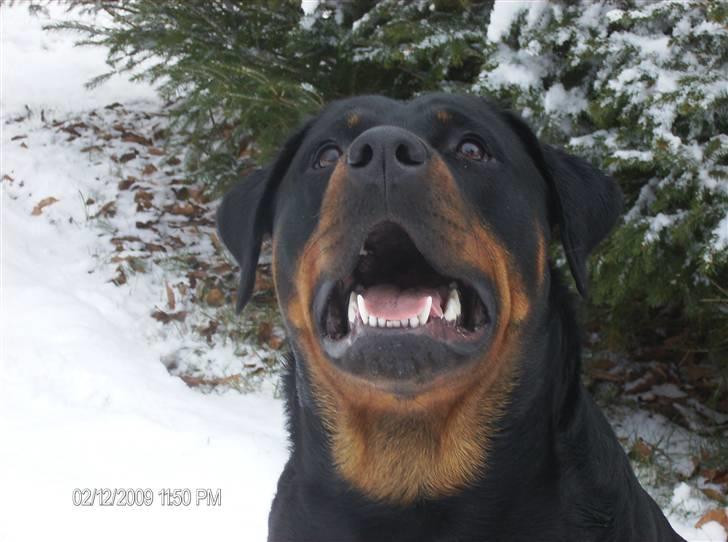 Rottweiler Dixie billede 20