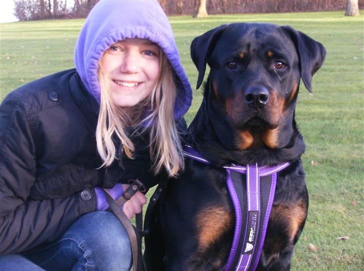 Rottweiler Dixie billede 5