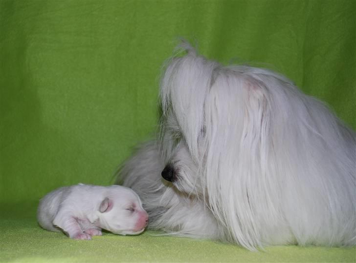 Coton de tulear Jegums Princess Becca - Marts 2011 - Becca og hendes lille dreng Amigo.. billede 10