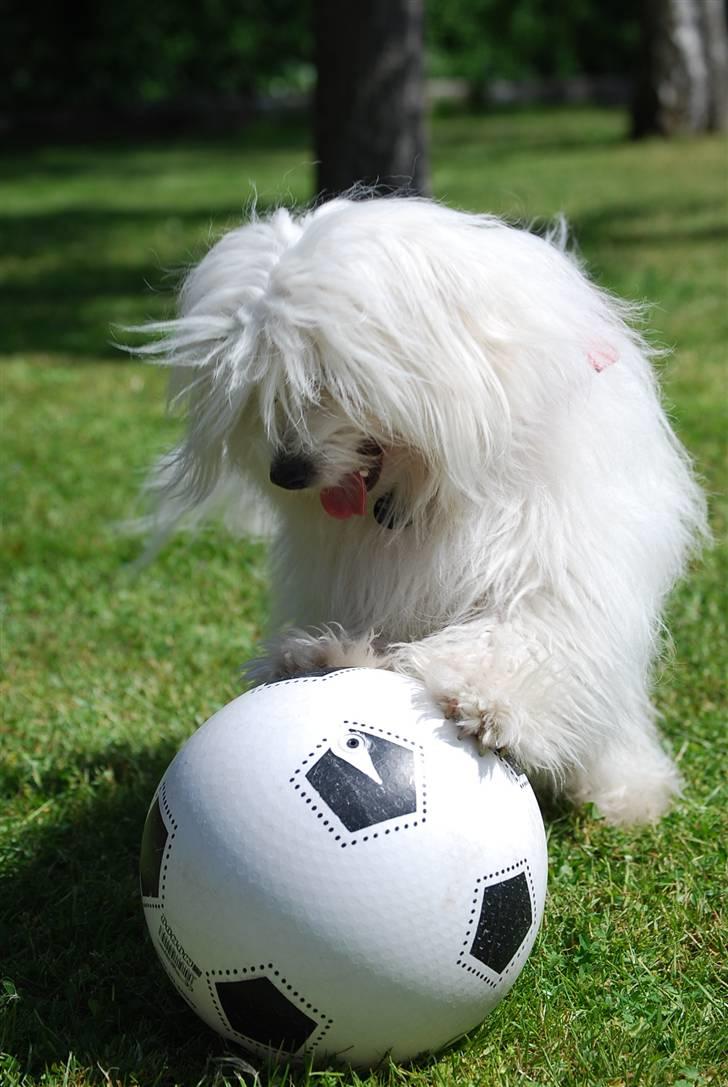 Coton de tulear Jegums Princess Becca - Becca varmer op til VM 2010 :) billede 11