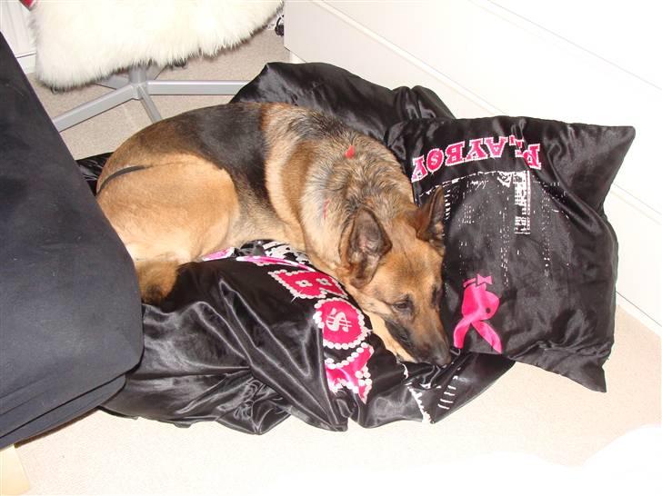 Schæferhund Tiki billede 12