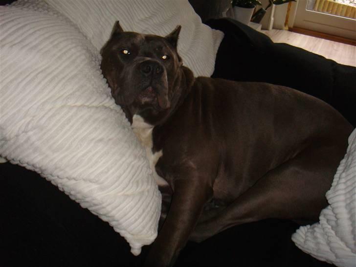 Amerikansk staffordshire terrier cosmo - Hov... grebet på fersk gerning :) billede 15