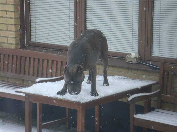 Amerikansk staffordshire terrier cosmo - Elsker snevejr og ballade billede 16