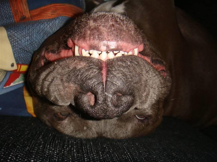 Amerikansk staffordshire terrier cosmo - farlige bisser billede 17