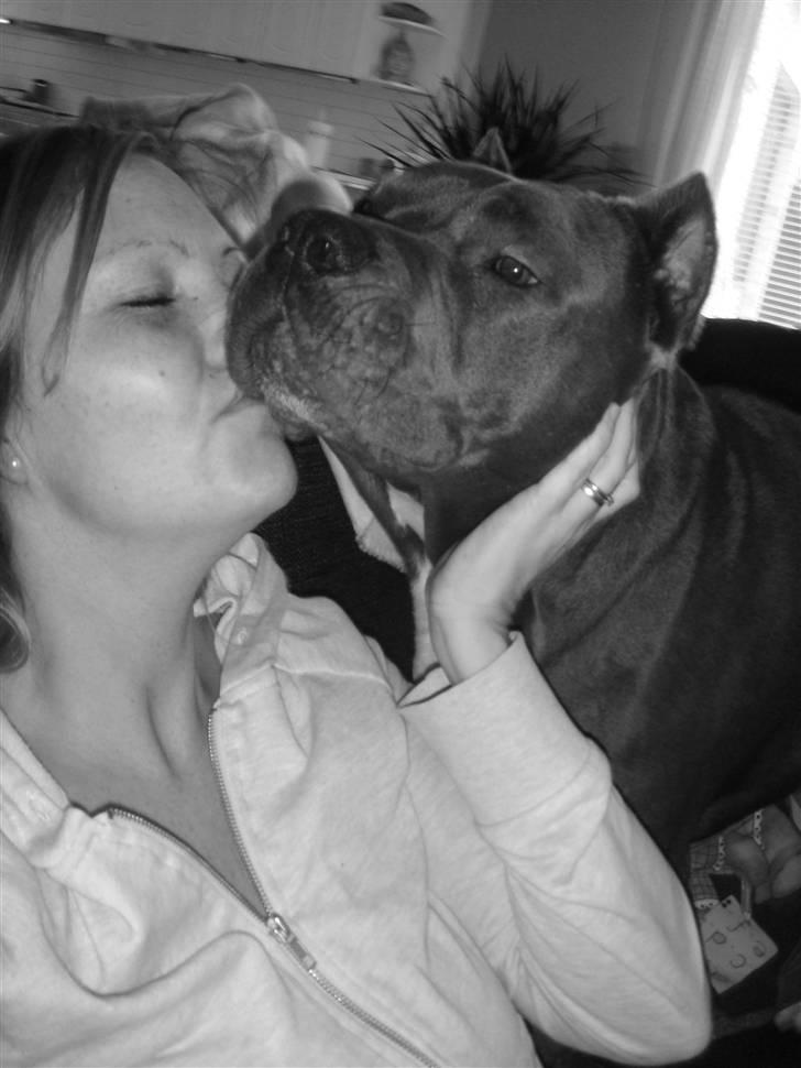 Amerikansk staffordshire terrier cosmo - kysser med mor billede 18