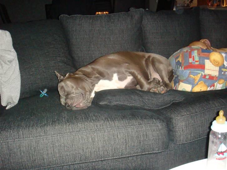 Amerikansk staffordshire terrier cosmo - uhm... min sofa og kun MIN... nå..ikke?? billede 19