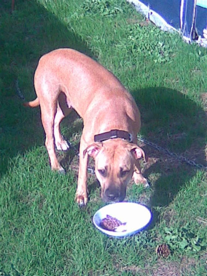 Amerikansk staffordshire terrier player nu med 12 hvalpe - det er en stor verden derude bage glaset billede 1