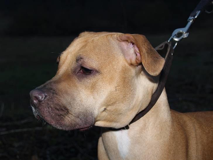 Amerikansk staffordshire terrier player nu med 12 hvalpe - tror jeg hørte noget lige fremme.. billede 2