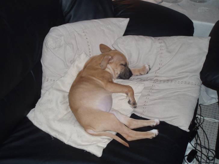 Amerikansk staffordshire terrier player nu med 12 hvalpe - skal jo ha min skønheds søven billede 3