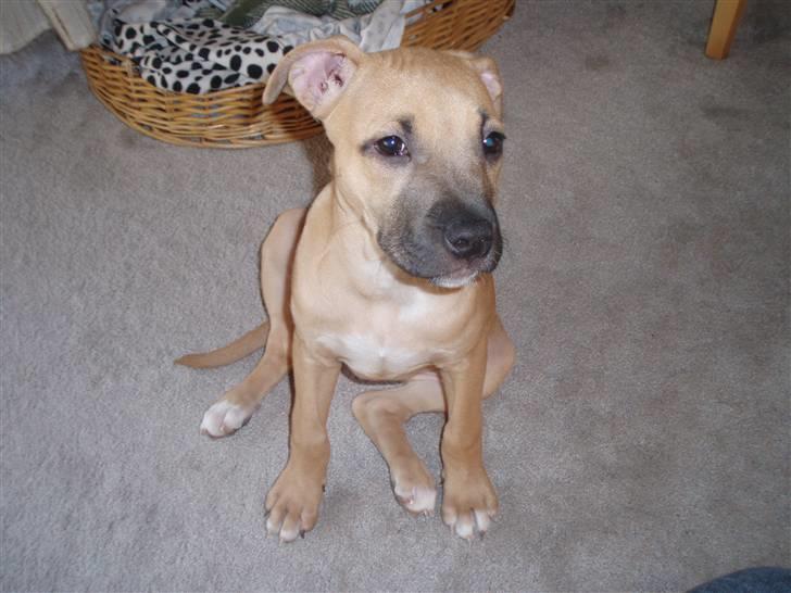 Amerikansk staffordshire terrier player nu med 12 hvalpe billede 5