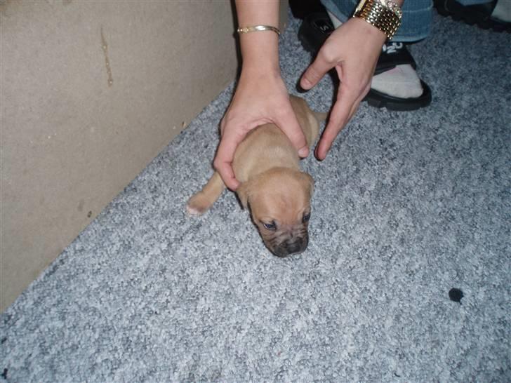 Amerikansk staffordshire terrier player nu med 12 hvalpe - her er jeg kun et par uger gamle billede 6