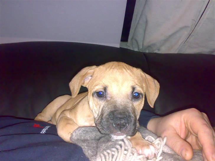 Amerikansk staffordshire terrier player nu med 12 hvalpe - her ligger jeg godt og trygt billede 7