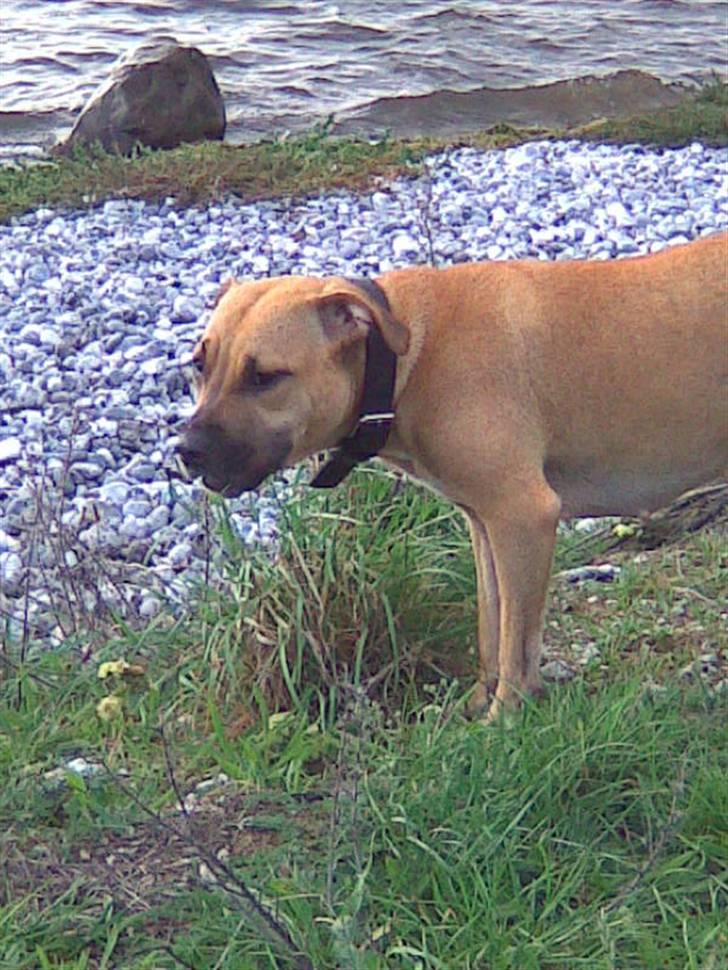 Amerikansk staffordshire terrier player nu med 12 hvalpe - elsker bare a være ved vandet billede 8