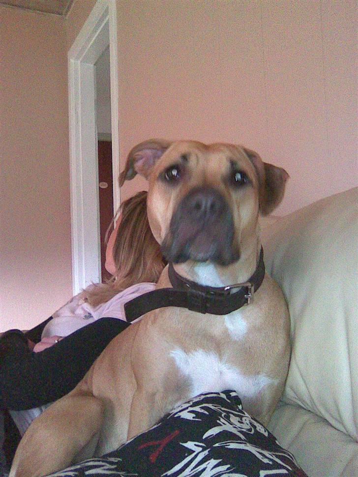 Amerikansk staffordshire terrier player nu med 12 hvalpe billede 10