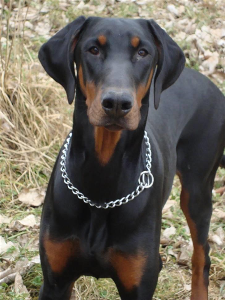 Dobermann Bandit *R.I.P* - Hej - og velkommen til min profil  billede 1