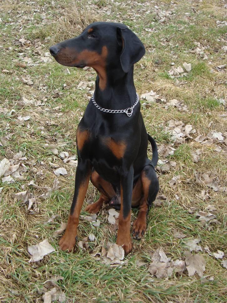 Dobermann Bandit *R.I.P* - Den dag jeg blev hentet og bragt til jylland billede 2