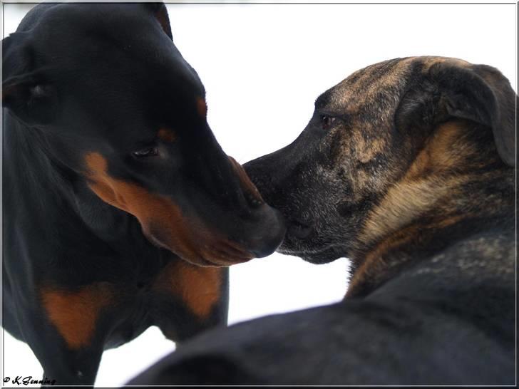 Dobermann Bandit *R.I.P* - Kærestekys billede 3