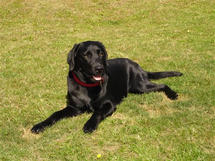 Labrador retriever Malou billede 1