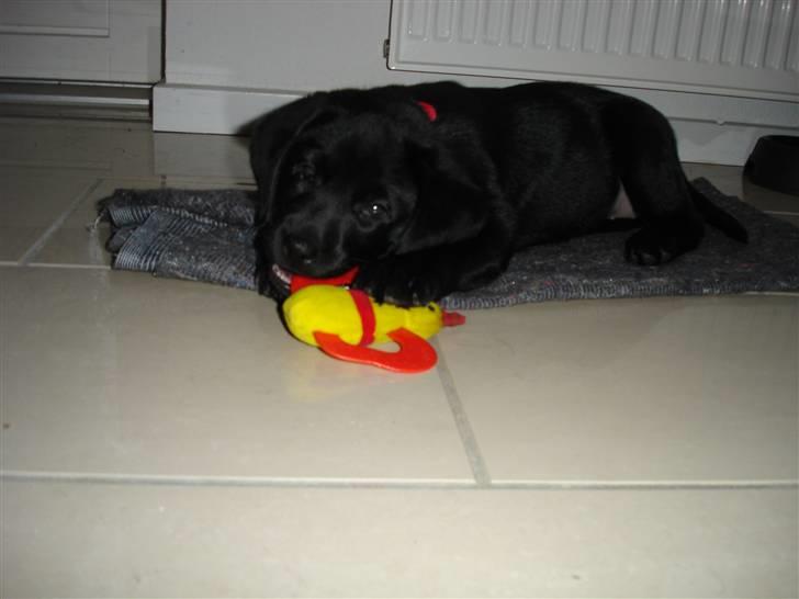 Labrador retriever Malou billede 2