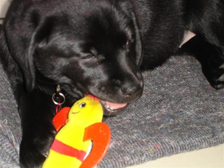 Labrador retriever Malou billede 3