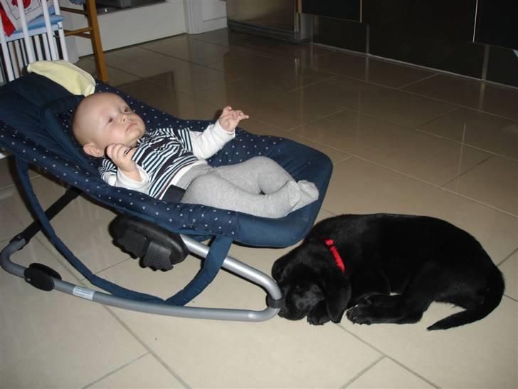 Labrador retriever Malou billede 4