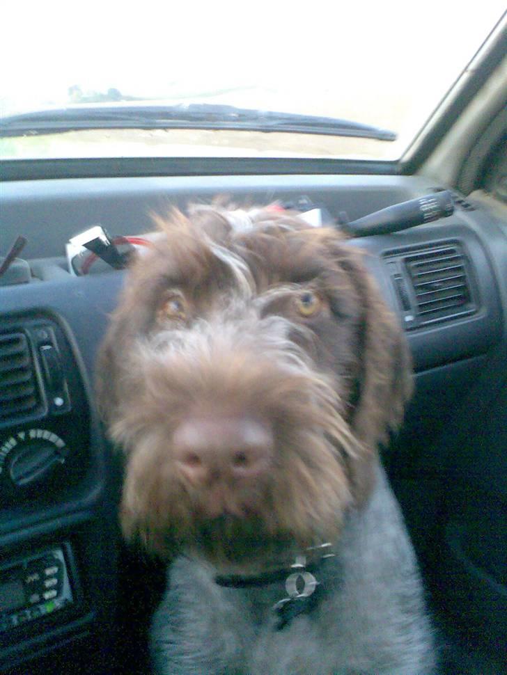 Ruhåret hønsehund Balder - Balder elsker at køre bil  billede 1