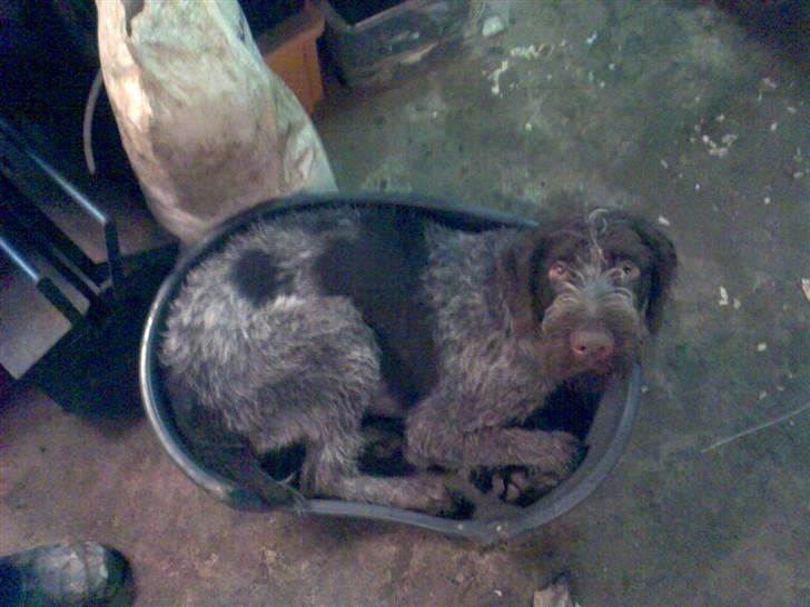 Ruhåret hønsehund Balder - den gamle kurv dur stadig  billede 2