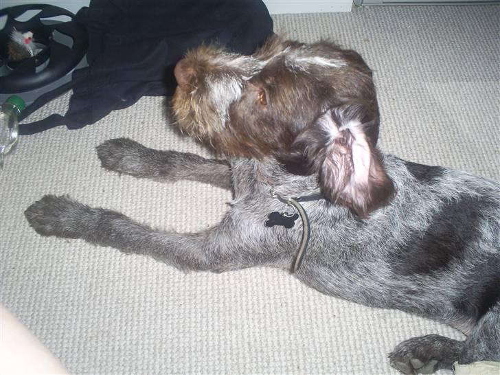 Ruhåret hønsehund Balder billede 3