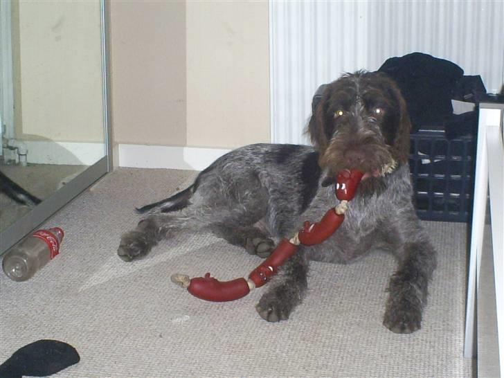 Ruhåret hønsehund Balder billede 4