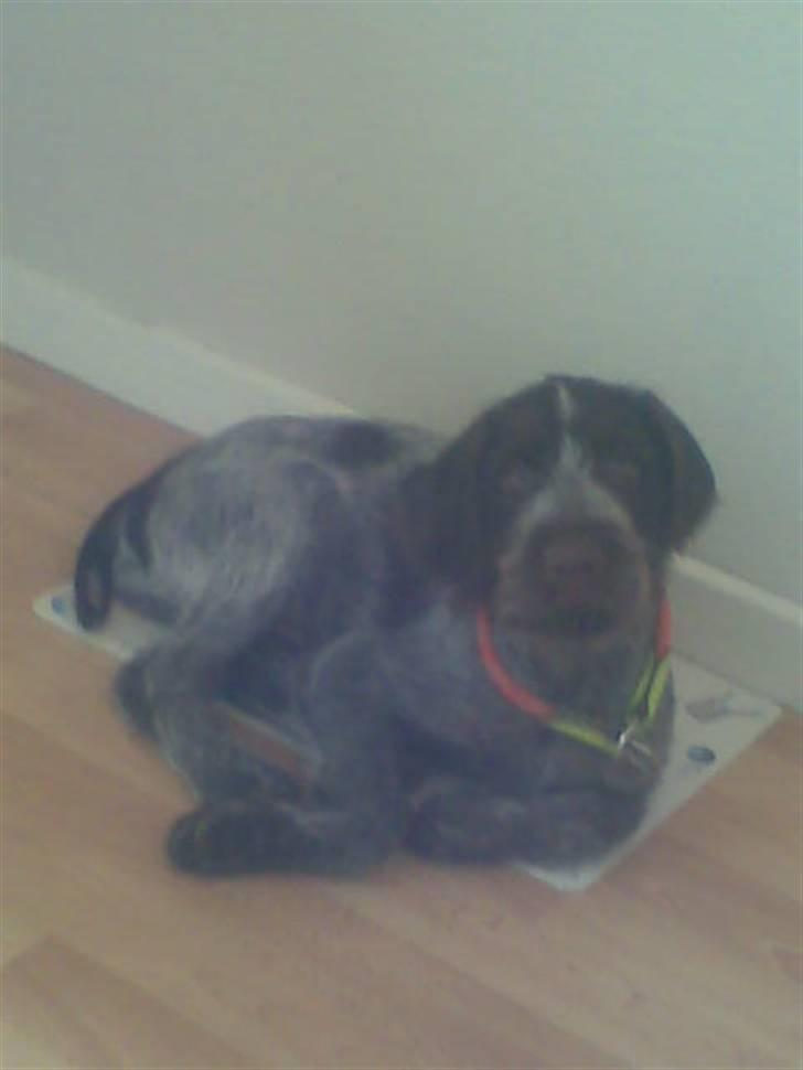 Ruhåret hønsehund Balder billede 5