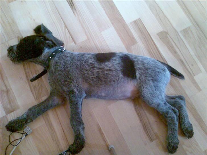 Ruhåret hønsehund Balder billede 6