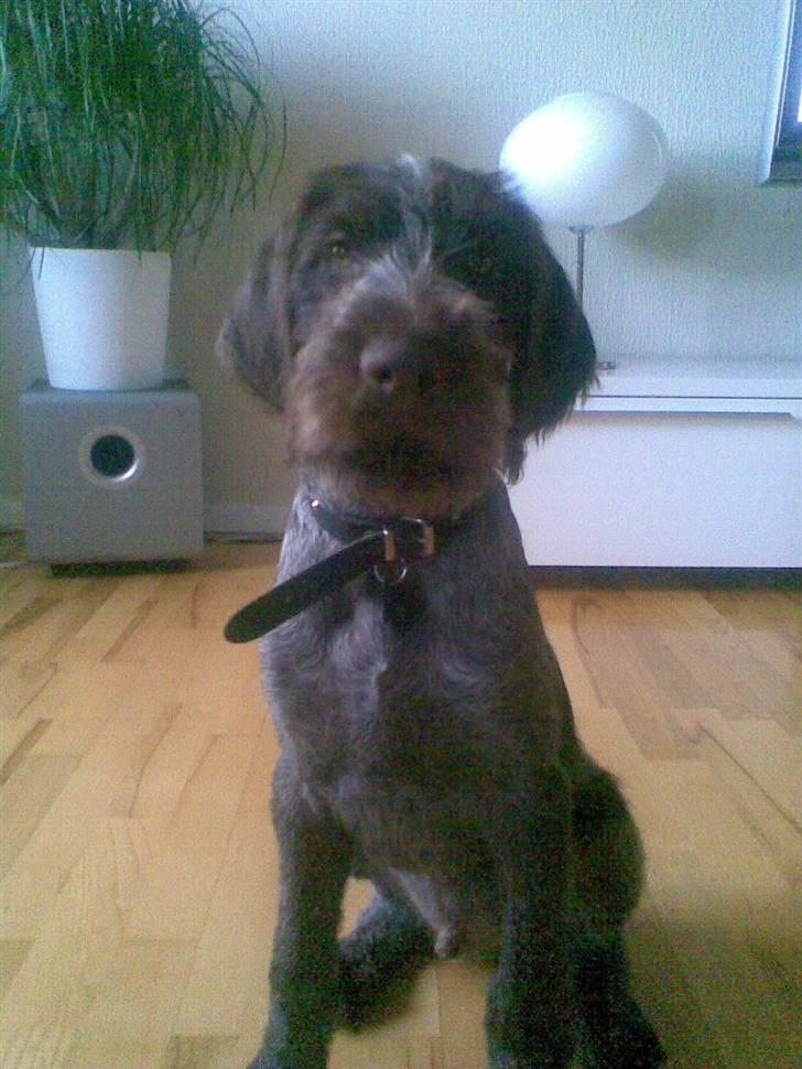 Ruhåret hønsehund Balder billede 7