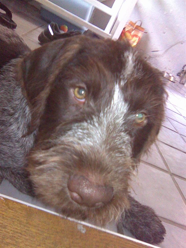 Ruhåret hønsehund Balder billede 8