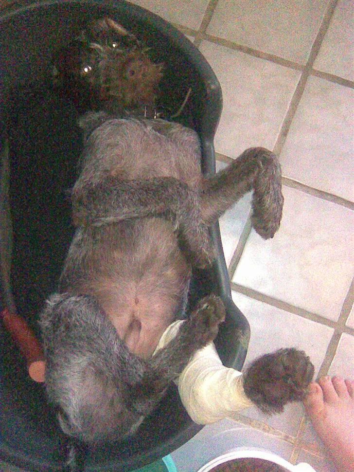 Ruhåret hønsehund Balder billede 9